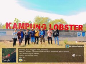 Opsi-opsi Aksi Berbudi Daya Udang Barong Dari Sudut Pandang Ji Lilur