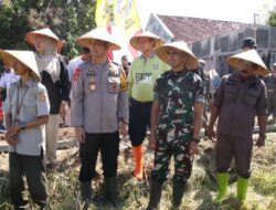 Panen Raya Serentak Bersama Presiden RI, Situbondo Tegaskan Komitmen Jadi Lumbung Pangan Nasional