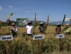 Situbondo Gebrak Ketahanan Pangan Nasional, Panen Raya Serentak Disaksikan Presiden RI Secara Virtual