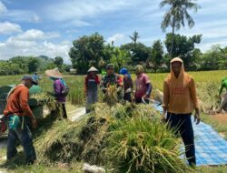 Babinsa Koramil Bungatan Dampingi Panen Padi, Wujud Nyata TNI Kawal Ketahanan Pangan di Situbondo