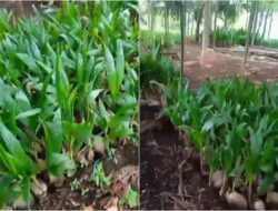 RAKESA Targetkan Satu Juta Pohon Kelapa di Situbondo Jadikan Indonesia Pusat Industri Kelapa Dunia