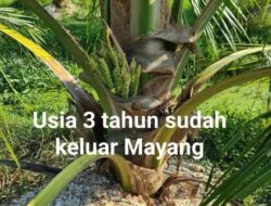Ji Lilur : Kangean Dan Sejuta Kelapa Menawarkan Industrialisasi Kerakyatan untuk Masa Depan Kangean