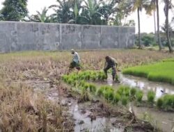 Babinsa Banyuglugur Dampingi Petani Lubawang Tingkatkan Ketahanan Pangan