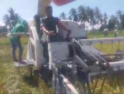 Babinsa Koramil Arjasa Dampingi Petani Panen P