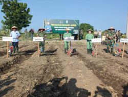 Danrem 083/Baladhika Jaya Sosialisasikan Program PRODUKTIF melalui Penanaman Edamame di Situbondo