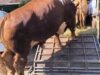 Bukan Kaleng-Kaleng, Nasim Khan Borong 50 Sapi Peternak Lokal untuk Qurban di Tiga Kabupaten