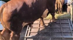 Bukan Kaleng-Kaleng, Nasim Khan Borong 50 Sapi Peternak Lokal untuk Qurban di Tiga Kabupaten