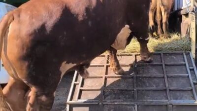 Bukan Kaleng-Kaleng, Nasim Khan Borong 50 Sapi Peternak Lokal untuk Qurban di Tiga Kabupaten