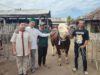 Menjelang Idul Adha 1447 H, Bang Ahmad kirim Sapi Qurban Raksasa ke Ponpes Walisongo 