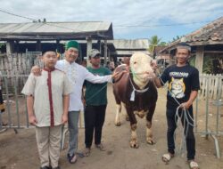Menjelang Idul Adha 1447 H, Bang Ahmad kirim Sapi Qurban Raksasa ke Ponpes Walisongo 