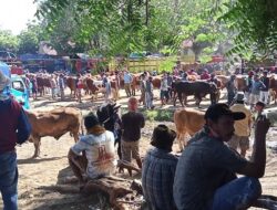 Dugaan Pungutan Tak Sesuai Karcis dan Aliran Dana Misterius di Pasar Hewan Sumberkolak Situbondo