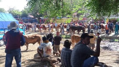 Dugaan Pungutan Tak Sesuai Karcis dan Aliran Dana Misterius di Pasar Hewan Sumberkolak Situbondo