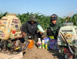 Rutan Situbondo Lakukan Perawatan Tanaman Jagung, Dorong Kemandirian Warga Binaan
